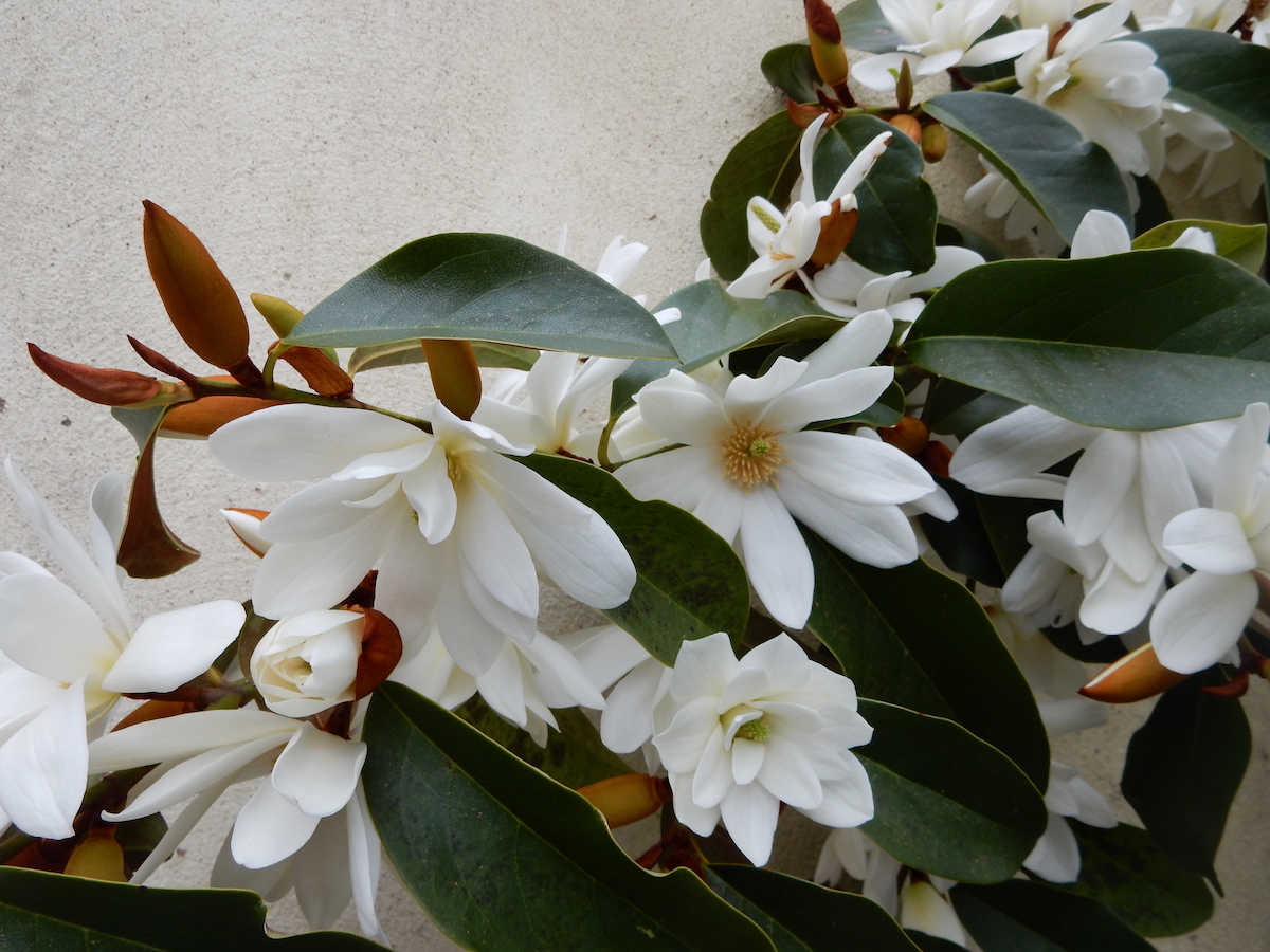 Fairy White